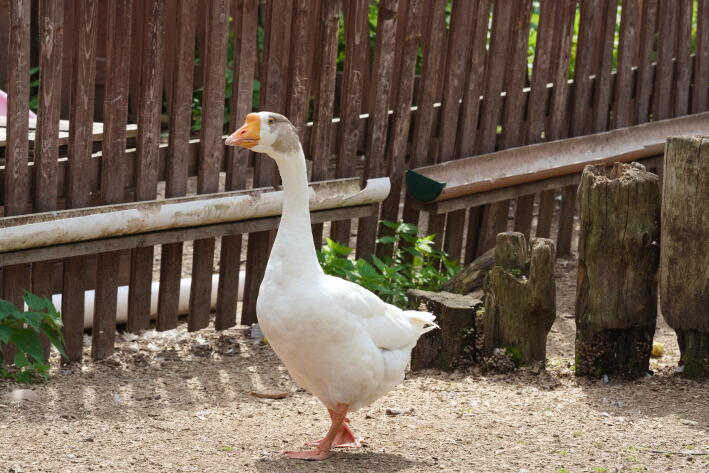 Домашние птицы