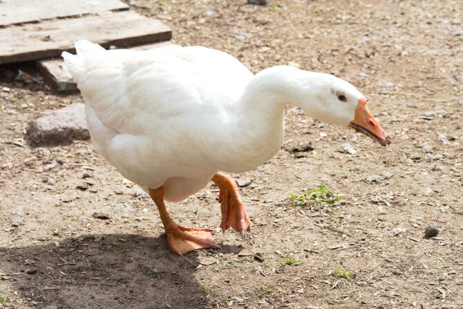 Домашний гусь 2