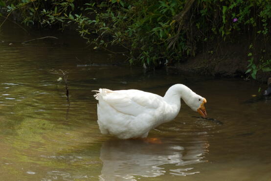 Домашний гусь 3