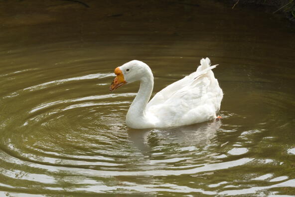 Домашний гусь 4