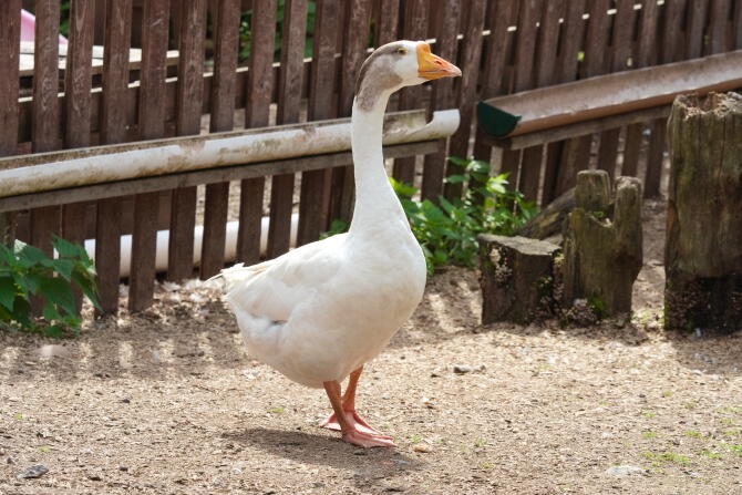 Домашний гусь 5