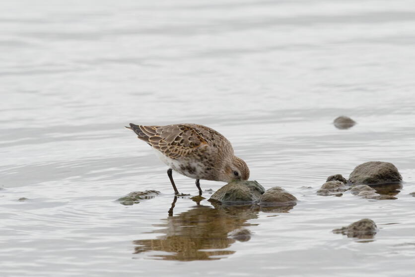 Чернозобик