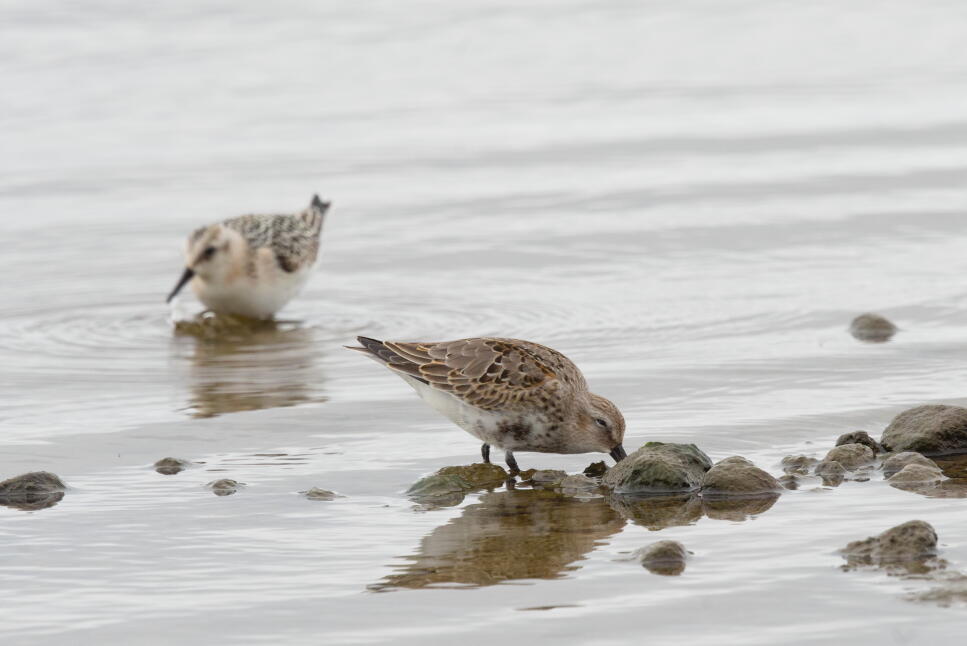 чернозобик 2