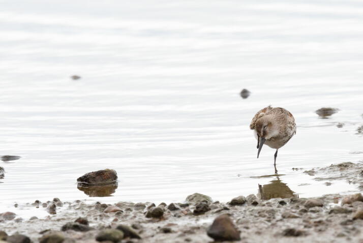 чернозобик 5