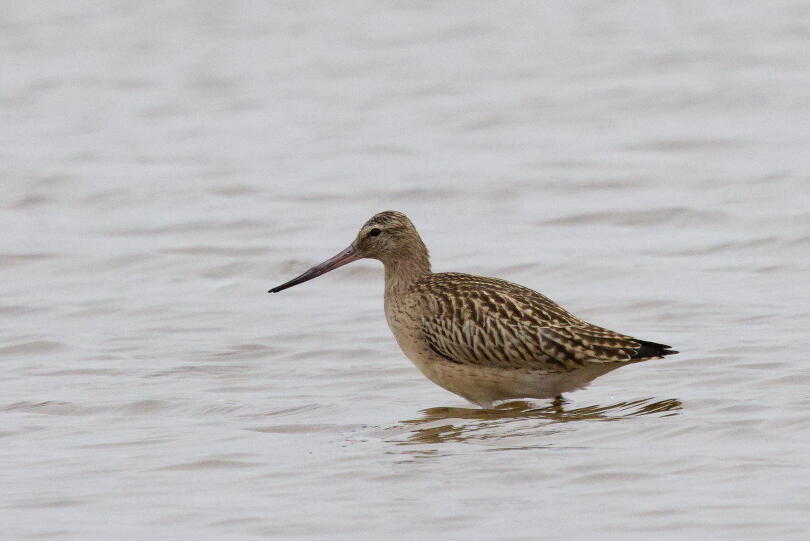 Малый веретенник