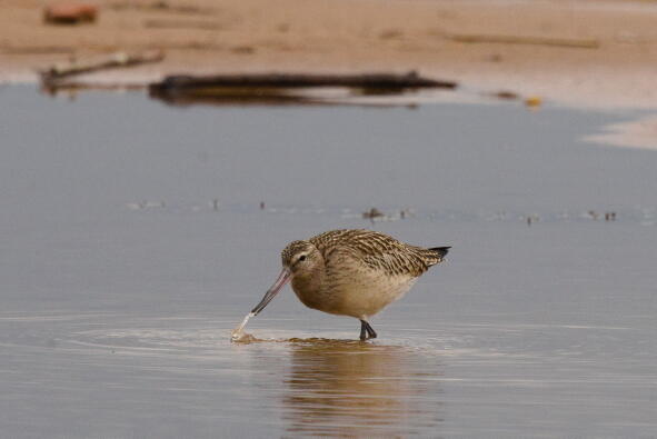 малый веретенник 2