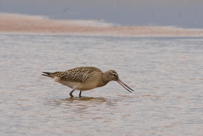 малый веретенник 3