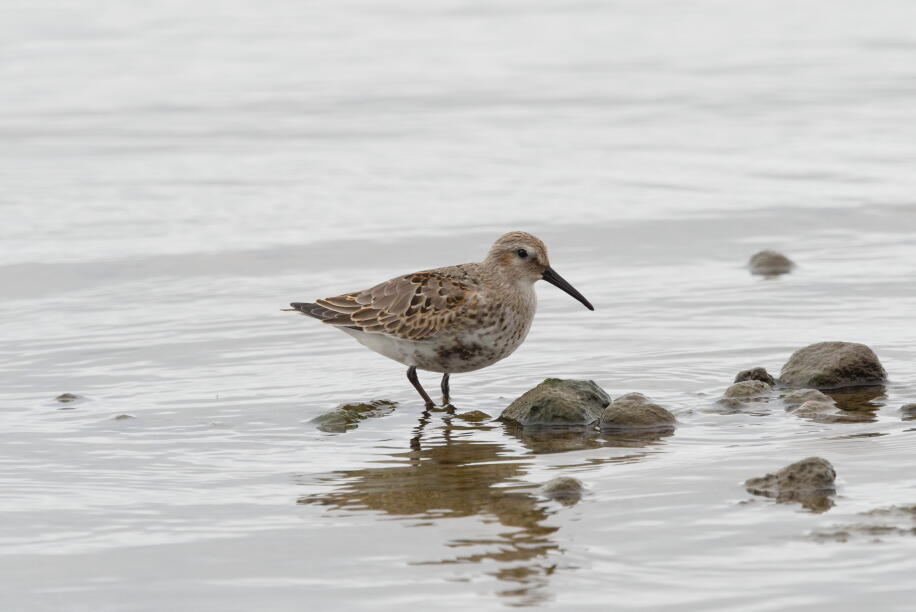 Ржанкообразные