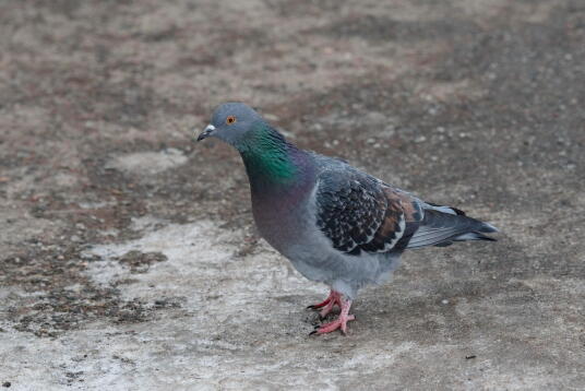 сизый голубь