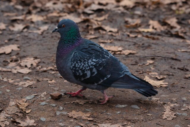 сизый голубь 3