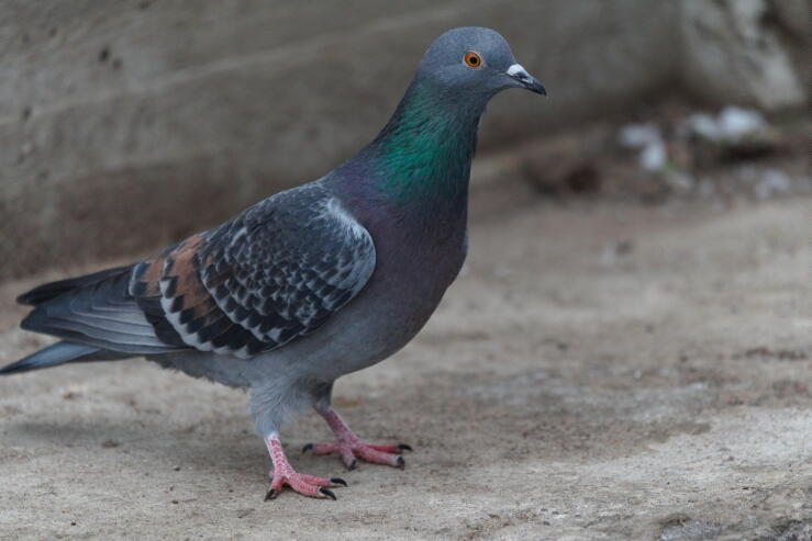 сизый голубь 4