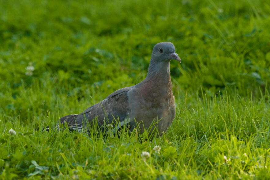 молодой вяхирь
