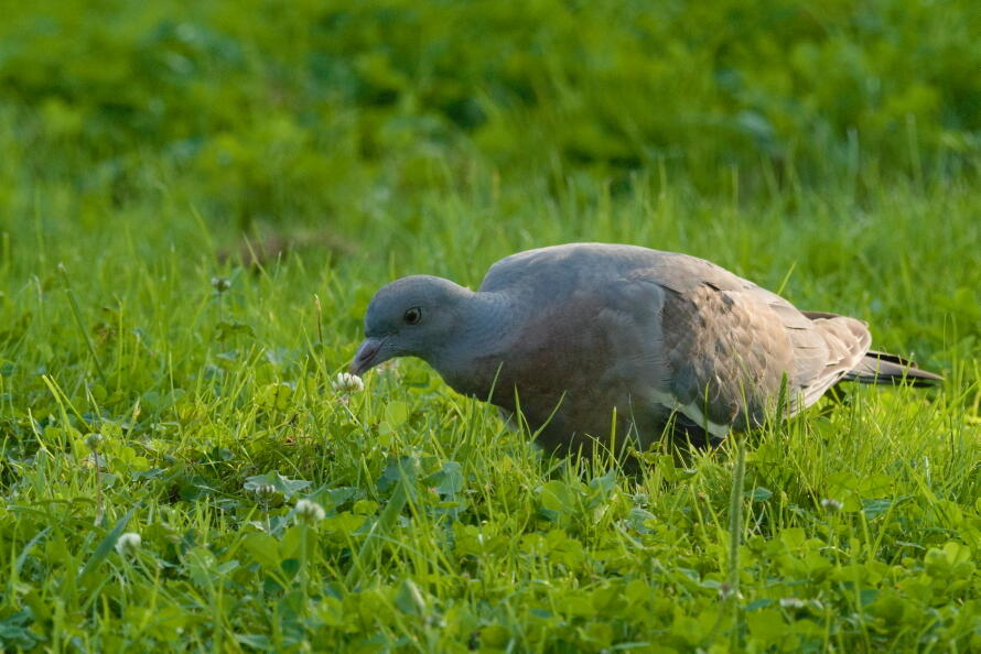 молодой вяхирь 3