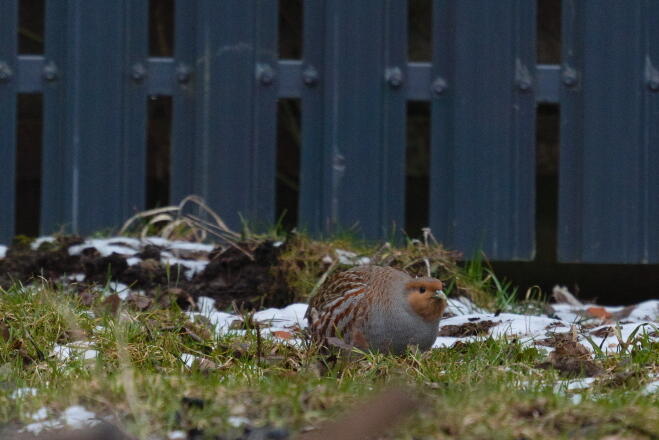 Курообразные