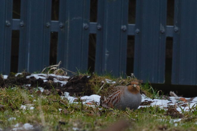 серая куропатка 2