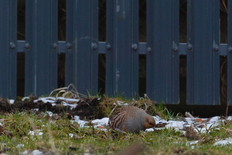 серая куропатка 3