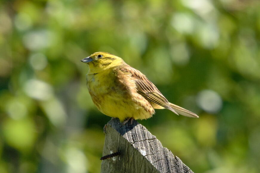 Обыкновенная овсянка