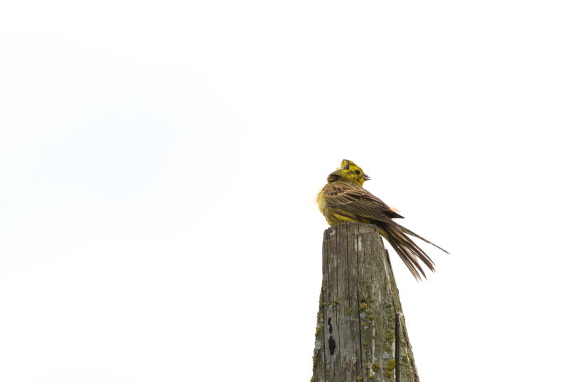 Обыкновенная овсянка 3