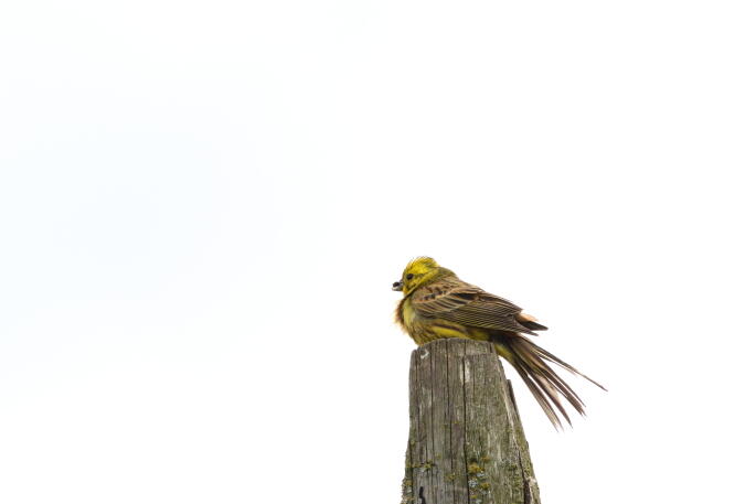 Обыкновенная овсянка 4