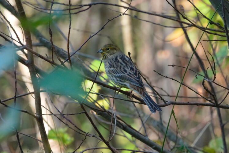 Обыкновенная овсянка 5