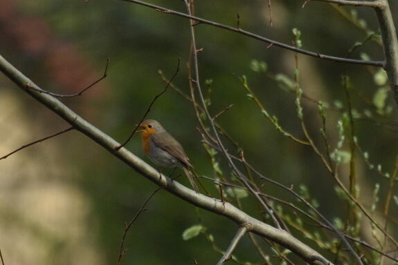 Зарянка или малиновка