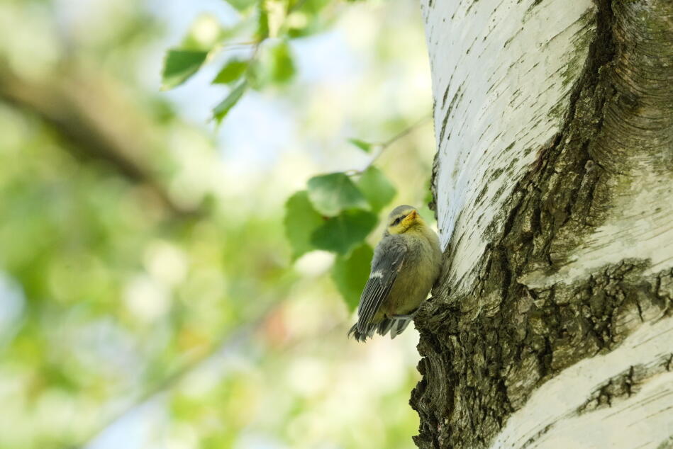 лазоревка 2