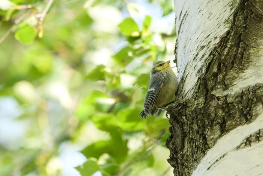 лазоревка 3