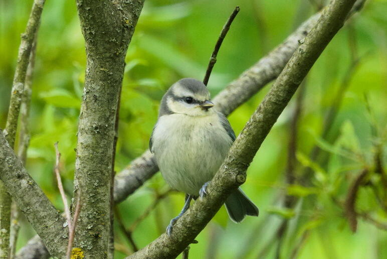 лазоревка 4