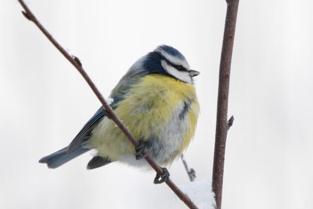 лазоревка 5