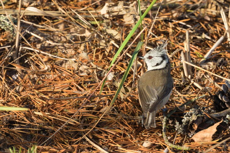 хохлатая синица