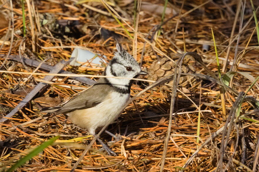 хохлатая синица 3