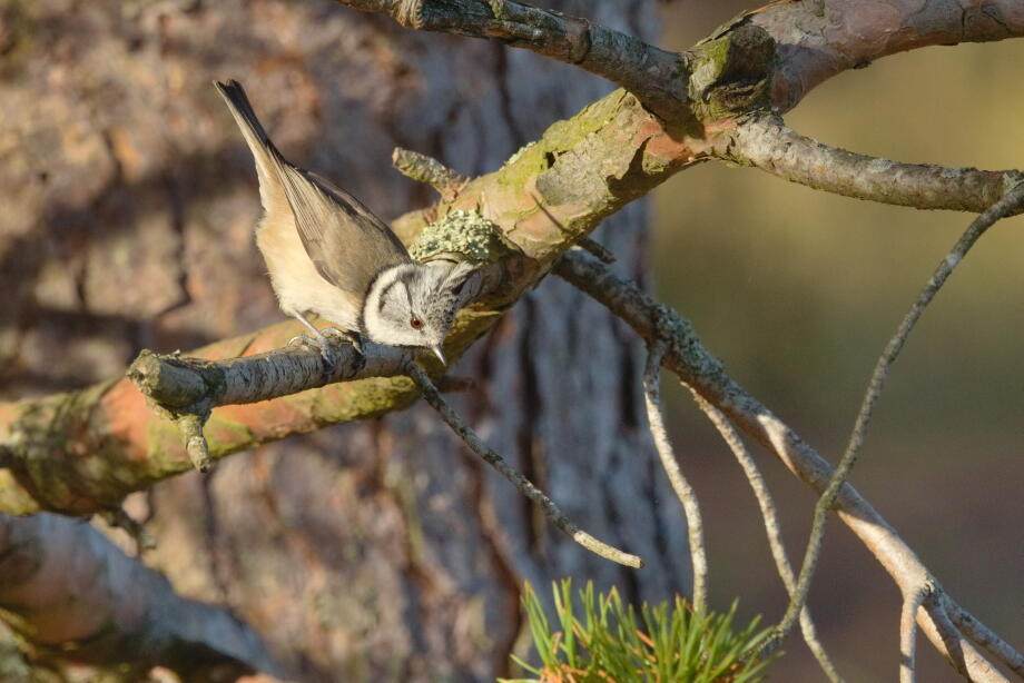 хохлатая синица 4