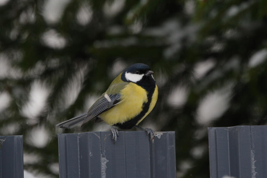 большая синица самец