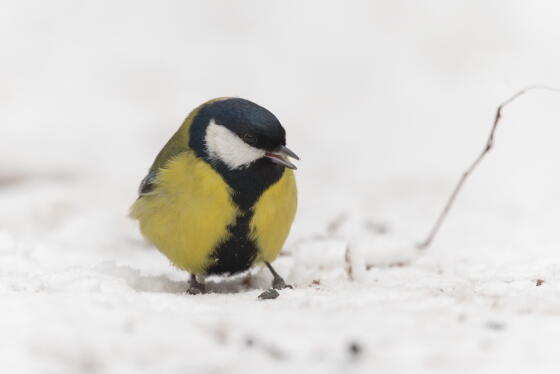 большая синица самец 2