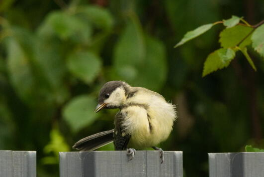 большая синица слеток
