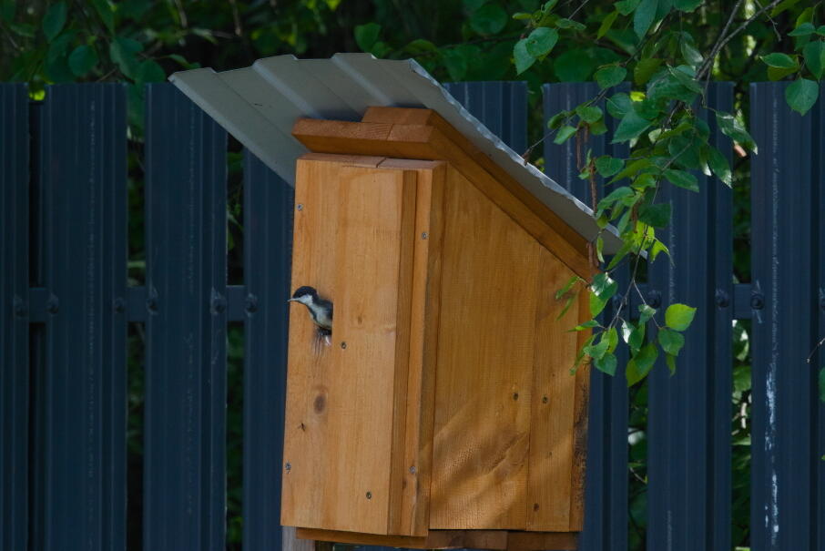 большая синица слеток 2