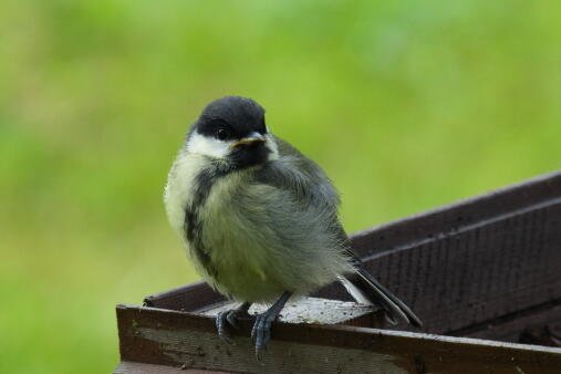 большая синица слеток 3