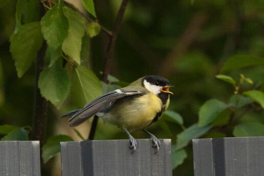 большая синица слеток 4