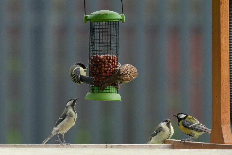 большая синица на кормушке 2