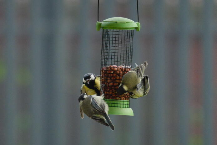 большая синица на кормушке 3