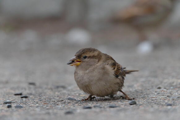 Домовый воробей