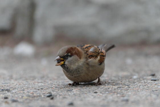 домовый воробей самец