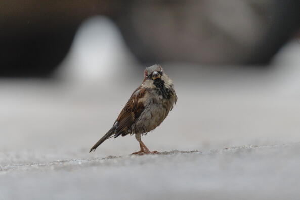 домовый воробей самец 2