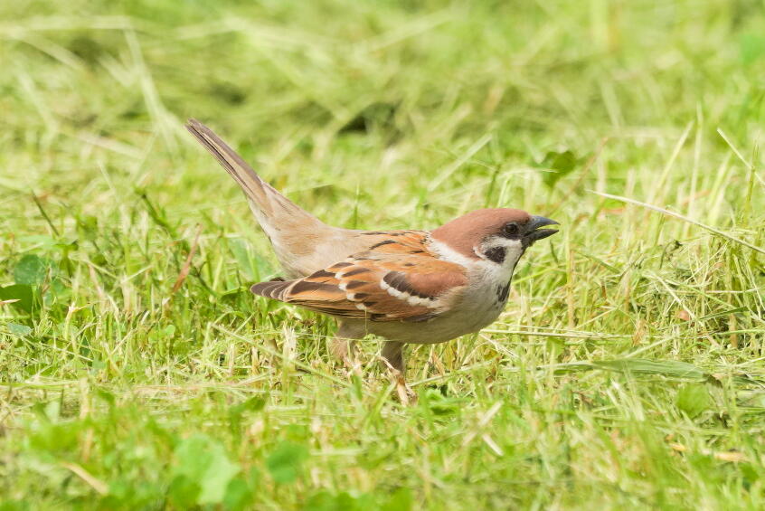 Полевой воробей