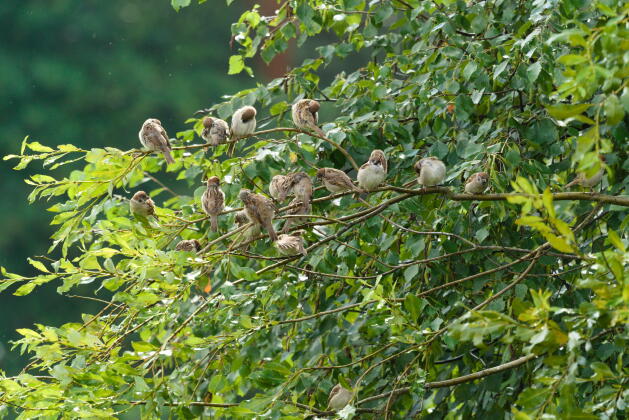 полевой воробей 4