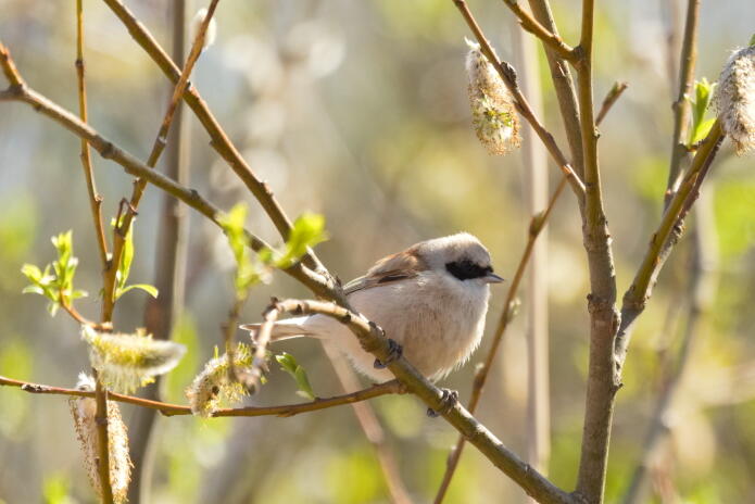 обыкновенный ремез