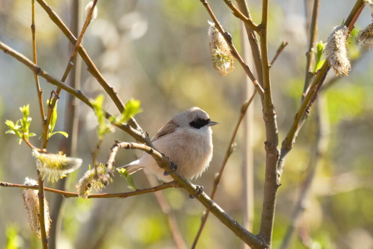 обыкновенный ремез 2