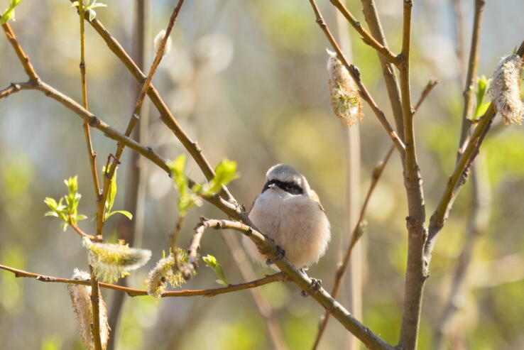 обыкновенный ремез 3