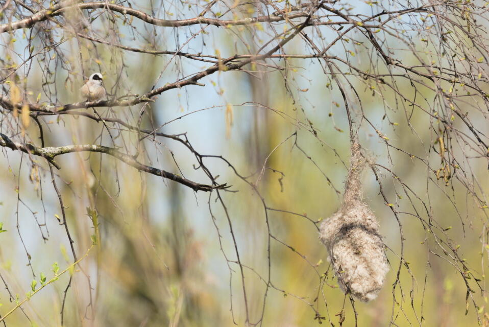 обыкновенный ремез 4
