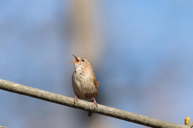 крапивник 3